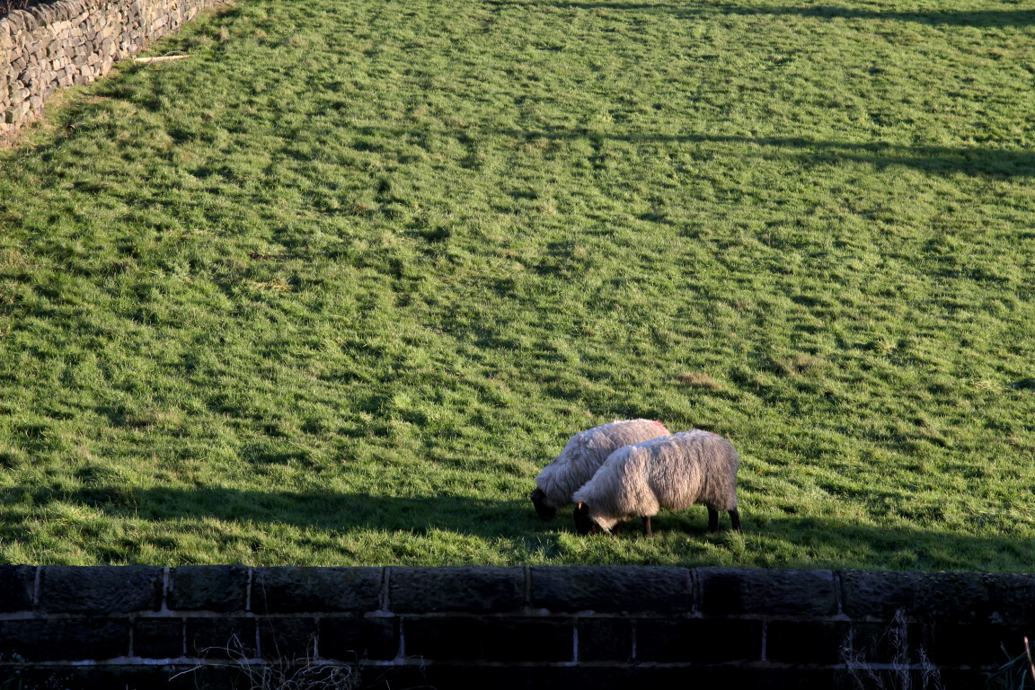 Sheep Pair Grazing